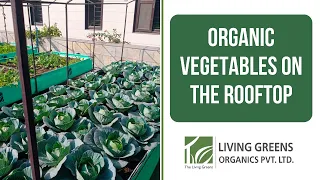 How to Grow Vegetables on Your Rooftop | Chat par Sabjiya Kaise Organic Uga Sakte Hai?