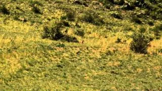 mongolian marmot hunting