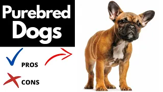 Purebred Dogs Pros And Cons | The Good AND The Bad!!