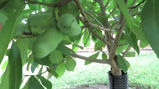 Fruiting Pawpaws in Western New York! (July 2022)