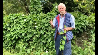 Hedge Bindweed with John Feehan in August, Wildflowers of Offaly series