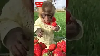 Cute Monkey Video💕