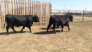 Использование быков Ангус на беспородном скоте