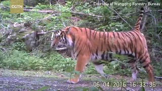 Ewww…Wild Siberian tiger farts!