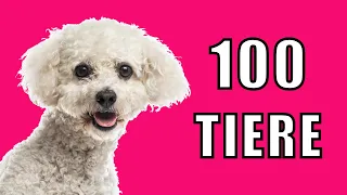 LERNEN SIE 100 TIERE AUF DEUTSCH - Tiernamen auf Deutsch, Tiervokabular, Lehrvideo