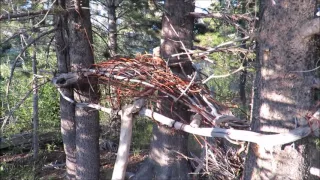 Desolation Wilderness Bigfoot Expedition