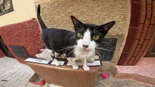 Mama Cat and her beautiful cubs are happy to have me and provide them with food