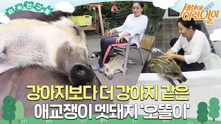 [#습속친구들] 🐗강아지보다 더 강아지 같은 애교쟁이 멧돼지 ‘오똘이’🤎 #순간포착세상에이런일이 #WhatonEarth #SBSstory