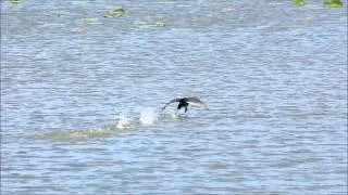 American Coot   Walking on Water