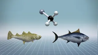 Study finds increased toxic mercury levels in tuna and cod