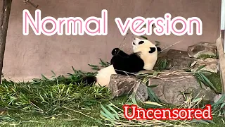 Panda Cub🐼 Lunch time🌿 Safari park in Japan❗️Adventure world.