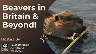 Online Talk: Beavers in Britain in Beyond! With Dr Pam Mynott
