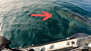 POV: GREAT WHITE SHARK CIRCLES YOUR KAYAK