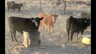 Feeding ACV Update - Herd Quitter Minute