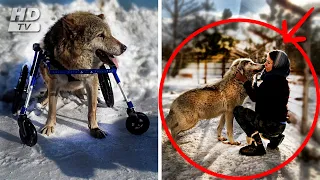 Эта Девушка Решила Помочь Больному Волку. Тогда Она и Представить Не Могла, Что Произойдет Дальше