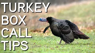 TURKEY CALLING TIPS | Box Calls For Beginners