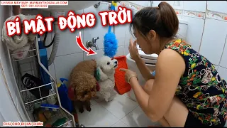 CHÚ CHÓ ĐI HAI CHÂN | SU XÍ XỌN | BÔNG BÉ BỎNG | DOG WALKING ON TWO LEG