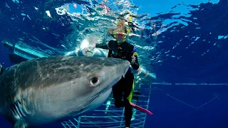 Top 10 SHARK Close Calls That Are Insane