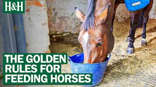 The 7 Golden Rules Of Feeding Horses