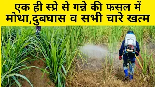 गन्ने के लिए बेस्ट खरपतवार नाशक दवा | ganne me kharpatwaar nashak dawa | sugarcane herbicide | us |