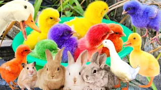 Catch Cute Chickens, Colorful Chickens, Rabbits, Cat, Goose, Duck, Betta Fish, Koi, Animal Cute #35