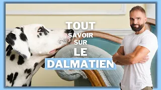 La race de chien Dalmatien : caractère, dressage, comportement, santé de ce chien de race