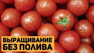 Выращивание помидор БЕЗ ПОЛИВА!