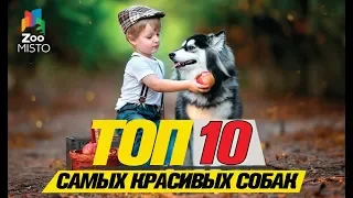 Топ 10 самых красивых собакTop 10 Most Beautiful Dogs