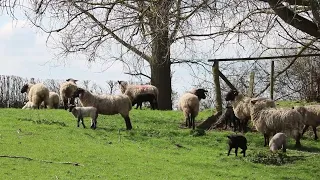 Animais na fazenda ao amanhecer - música para relaxar e meditar