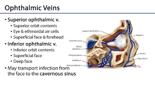 Ophthalmic Artery and Veins -  Orbit & Eye M1 Learning Objectives