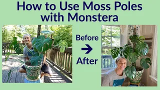 Moss Poles & Monstera deliciosa - How to Use them (2023)