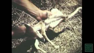 Trail of The Whitetail - From the Archives (1970s)