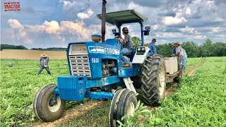 FORD 9600 Tractor Harvesting Watermelons