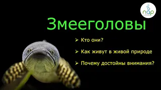 Змееголовы