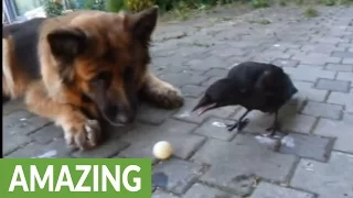 Dog and crow play fetch together