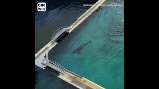 Images inédites d’Inouk, des orques et des dauphins au Marineland d’Antibes