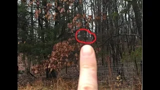 Strange Creature Spotted In Woods Behind Deer Lover Sasquatch Bigfoot Or Chupacabra Real Terror