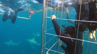 Shark Cage Diving