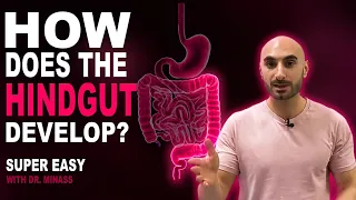 Embryology of the GIT III - Hindgut (Easy to Understand)