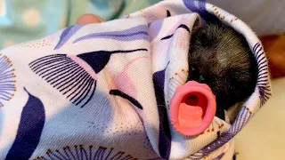 Rescuing a baby flying-fox on an electrocuted mum;  this is Toorali