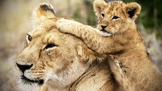 Lion Cubs ARE AMAZING ★ Cute Baby Lions [Funny Pets]