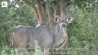 The Majestic Greater Kudu