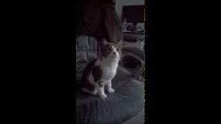 Fred the Cat Threatens His Human