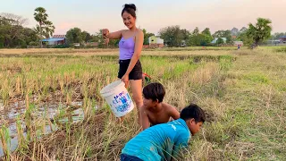 Dig Crabs On The Rice Field For Cooking| Fermented Cabs| Catch Clean & Cook