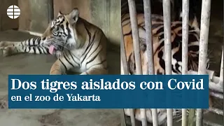 Dos tigres de Sumatra del zoo de Yakarta pasan aislados el coronavirus