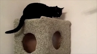 Дом для котов