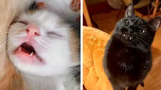 OMG So Cute Cats - Best Funny Cat Videos Of 2022 - 2021 #13