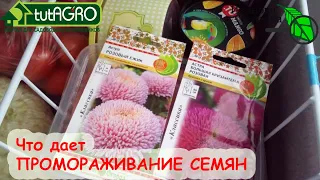 МОРОЗИТЬ СЕМЕНА РЕАЛЬНО КРУТО! КАК И ЗАЧЕМ ПРОМОРАЖИВАТЬ СЕМЕНА?