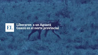 LIBERARON A UN  AGUARÁ GUAZÚ EN EL NORTE PROVINCIAL