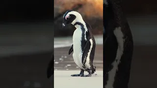 Baby Penguin Tries To Make Friends | Snow Chick: A Penguin's Tale